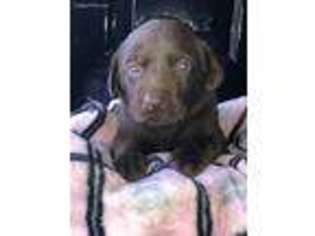 Labrador Retriever Puppy for sale in Ayden, NC, USA