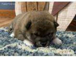 Shiba Inu Puppy for sale in Donnellson, IA, USA