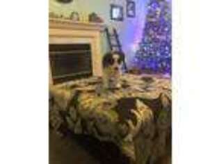 Border Collie Puppy for sale in Florence, KY, USA