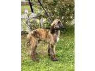 Afghan Hound Puppy for sale in Fayetteville, TN, USA