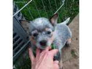 Australian Cattle Dog Puppy for sale in Stites, ID, USA