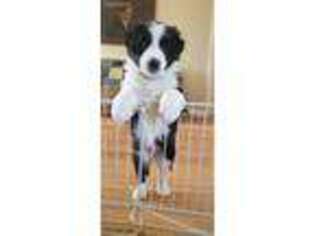 Border Collie Puppy for sale in Bothell, WA, USA