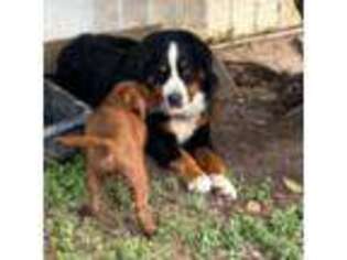 Bernese Mountain Dog Puppy for sale in Capitan, NM, USA