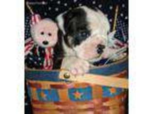 Olde English Bulldogge Puppy for sale in Landrum, SC, USA