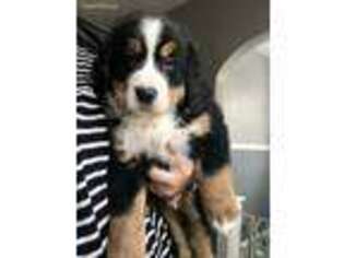 Bernese Mountain Dog Puppy for sale in Bath, NY, USA