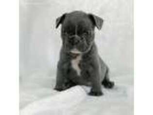 French Bulldog Puppy for sale in Pembroke Pines, FL, USA