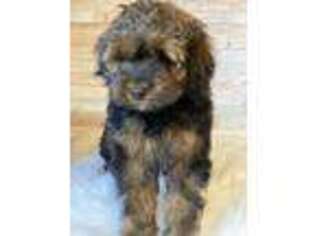 Cavapoo Puppy for sale in Crane Hill, AL, USA