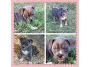 Olde English Bulldogge Puppy for sale in Telephone, TX, USA