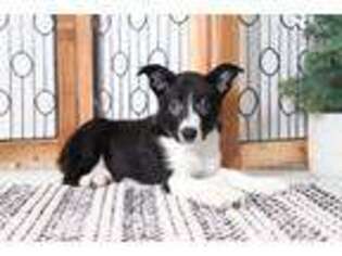 Border Collie Puppy for sale in Naples, FL, USA