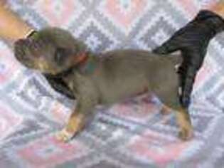 Mutt Puppy for sale in Prosser, WA, USA