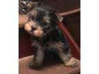 Yorkshire Terrier Puppy for sale in Florence, SC, USA