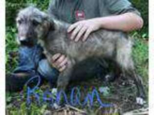 Irish Wolfhound Puppy for sale in Bowling Green, KY, USA