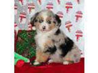 Miniature Australian Shepherd Puppy for sale in Emory, TX, USA