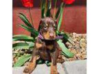 Doberman Pinscher Puppy for sale in Goshen, IN, USA