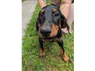 Doberman Pinscher Puppy for sale in Lincoln, NE, USA