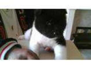 Akita Puppy for sale in Canton, GA, USA
