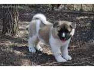 Akita Puppy for sale in Granbury, TX, USA