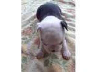 Boston Terrier Puppy for sale in Worthington, IN, USA