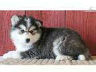 Siberian Husky Puppy for sale in Canton, OH, USA