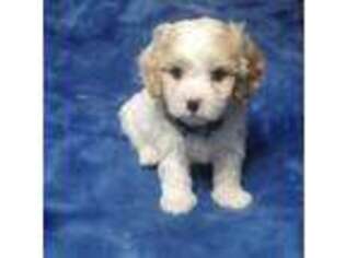 Cavachon Puppy for sale in Muskego, WI, USA