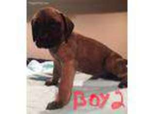 Mastiff Puppy for sale in Pittsgrove, NJ, USA