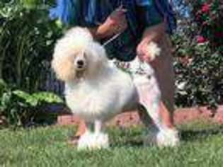 Mutt Puppy for sale in Richburg, SC, USA