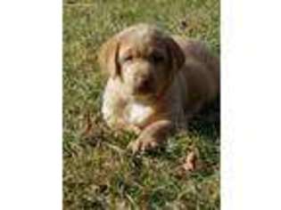 Labrador Retriever Puppy for sale in Huntington, IN, USA