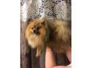 Pomeranian Puppy for sale in Avoca, MI, USA