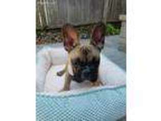 French Bulldog Puppy for sale in Glenview, IL, USA