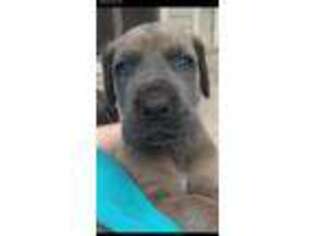 Great Dane Puppy for sale in Minneapolis, MN, USA
