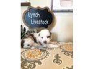 Miniature Australian Shepherd Puppy for sale in Cleveland, TX, USA