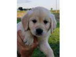Golden Retriever Puppy for sale in Adrian, MN, USA