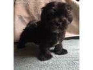 Havanese Puppy for sale in Hickory, NC, USA