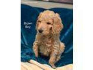 Goldendoodle Puppy for sale in Fort Washington, MD, USA