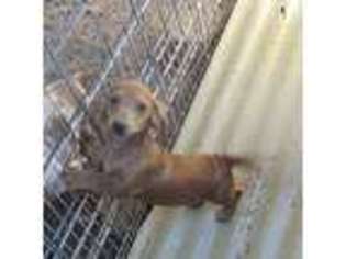 Dachshund Puppy for sale in Tracy, CA, USA