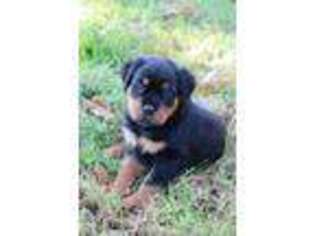 Rottweiler Puppy for sale in Pleasant Hill, MO, USA