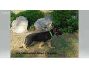 German Shepherd Dog Puppy for sale in Uvalde, TX, USA