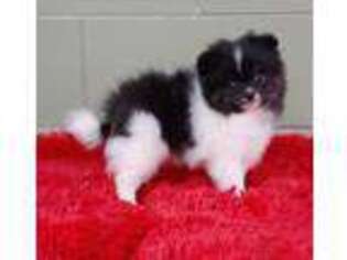 Pomeranian Puppy for sale in San Luis Obispo, CA, USA