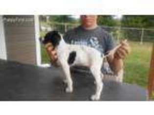 Mutt Puppy for sale in Firth, NE, USA