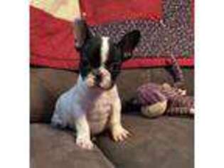 French Bulldog Puppy for sale in Muncie, IN, USA
