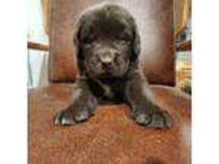 Newfoundland Puppy for sale in Shaftsbury, VT, USA