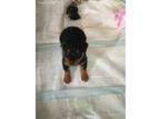 Rottweiler Puppy for sale in Grayling, MI, USA