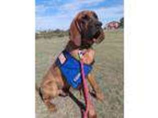 Bloodhound Puppy for sale in Philip, SD, USA