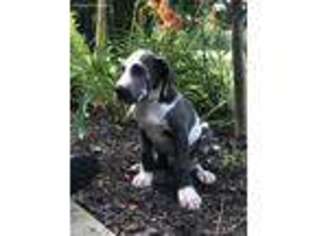 Great Dane Puppy for sale in Muncie, IN, USA