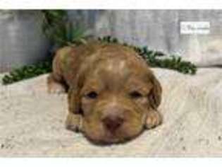Australian Labradoodle Puppy for sale in Mobile, AL, USA