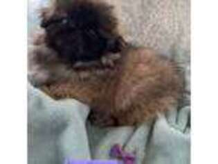 Pekingese Puppy for sale in Webster, NY, USA