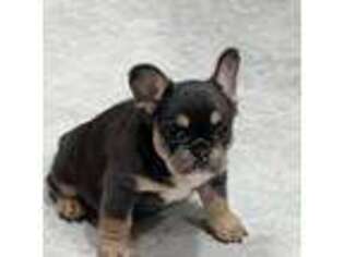 French Bulldog Puppy for sale in Wauseon, OH, USA