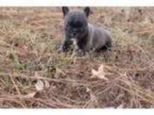 French Bulldog Puppy for sale in Greenville, TX, USA