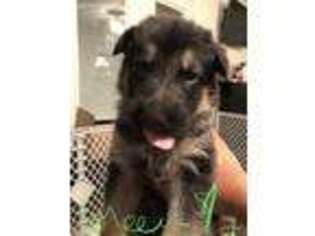 German Shepherd Dog Puppy for sale in Mount Pleasant, NC, USA
