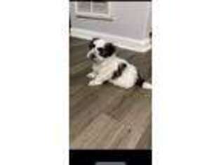 Mal-Shi Puppy for sale in Yorktown, VA, USA